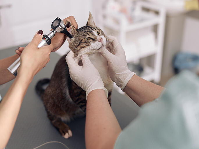 Banfield Pet Hospital Banfield Pet Hospital