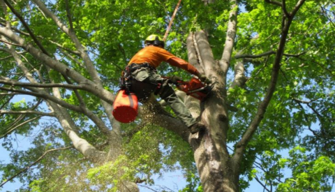 Good Hands Tree Services